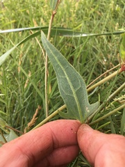 Atriplex longipes