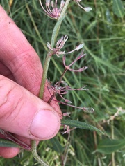 Atriplex longipes