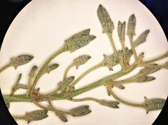 Atriplex longipes