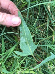 Atriplex longipes