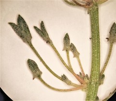 Atriplex longipes