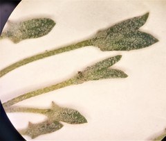 Atriplex longipes