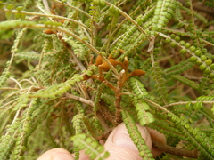 Sophora fulvida
