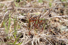 Euphydryas editha taylori