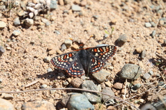 Euphydryas editha taylori