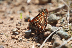 Euphydryas editha taylori