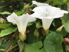 Calystegia sepium angulata