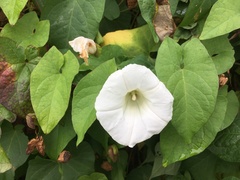Calystegia sepium angulata