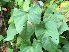 Calystegia sepium angulata