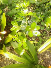 Pittosporum roimata