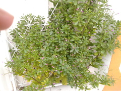 Talinum fruticosum