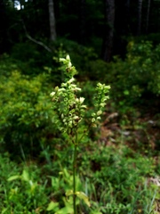 Physostegia digitalis