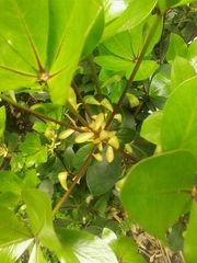 Pittosporum roimata