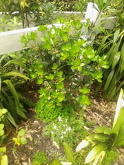 Pittosporum roimata