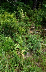 Physostegia digitalis