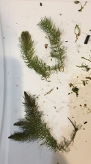 Ceratophyllum