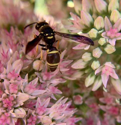 Smiling Mason Wasp photo 3