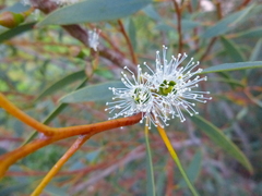 Eucalyptus diversifolia