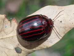 Paropsisterna octolineata