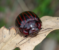 Paropsisterna octolineata