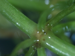 Ceratophyllum