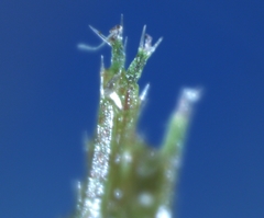 Ceratophyllum