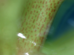 Ceratophyllum