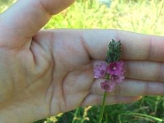 Sidalcea oregana spicata
