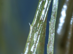 Ceratophyllum