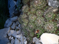 Coryphantha neglecta