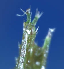 Ceratophyllum