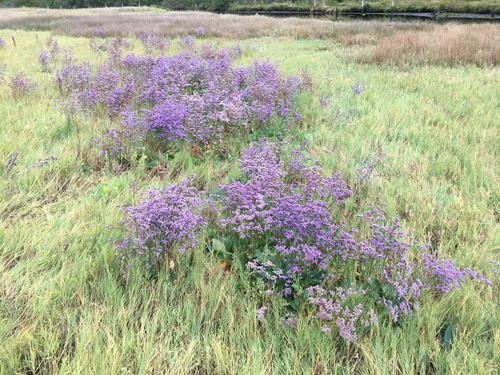 Western marsh rosemary