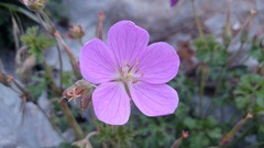 Geranium crenatifolium