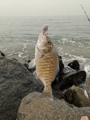 Amphistichus argenteus