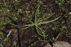 Isoetes orcuttii
