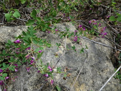 Lespedeza frutescens