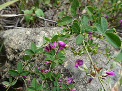 Lespedeza frutescens