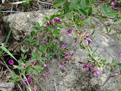 Lespedeza frutescens