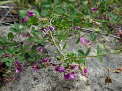 Lespedeza frutescens