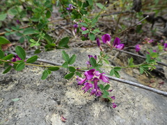 Lespedeza frutescens