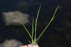 Isoetes orcuttii