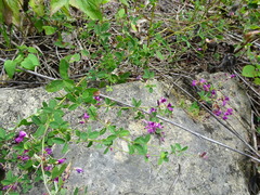 Lespedeza frutescens