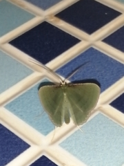 Geometrinae