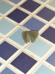 Geometrinae
