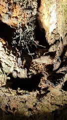 Anagotus stephenensis