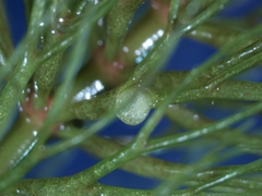 Ceratophyllum