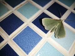 Geometrinae