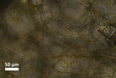 Ceratophyllum