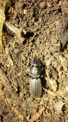Mecodema costellum costellum