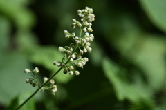 Heuchera pilosissima